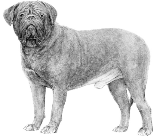 dogue de bordeaux