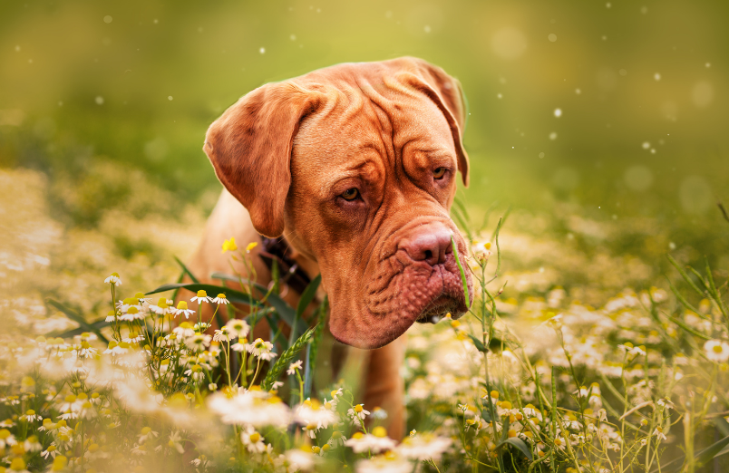 dogue de bordeaux