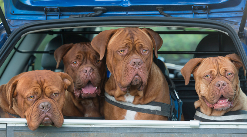 Read about Dogue de Bordeaux - know more about this breed